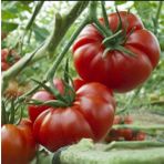 Marmande Domates Tohumu 500+ Tohum N11.7806