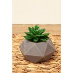 M'art Home 10 cm Sukulent Mum