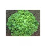 Marul Arapsaçı Tohumu - 10 Gr Sağlıklı Ve Lezzetli