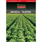 Marul Tarımı