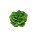 Marul Tereyağlı Tohumu Paket 25 Gram
