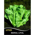 Marul Tohumu Lital - 25g (~ Takribi 13750 Tohum)