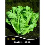 Marul Tohumu Lital - 5 G (~ Takribi 2750 Tohum)