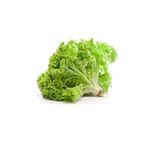 Marul Yazlık Arapkızı Tohumu Paket 25 gram
