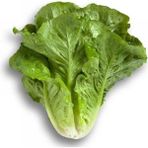 Marul Yedikule Çoklu Tohum - 5 Gram