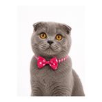 Masc Ozc Pembe Lastik Şeritli Papyon Kedi Köpek Tasma 33cm