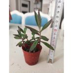 Mavi Aşkın Gözyaşı Çiçeği Fidanı 10-20 cm