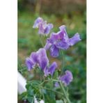 Mavi Bezelye Çiçeği (Sweet Pea)