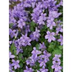 Mavi Çan Çiçeği Campanula Çiçek Tohumu