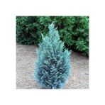 Mavi Elwoodii Çam Fidanı 30 40cm Chamaecyparis Ellwoodii