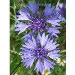 Mavi Kantaron Tohumu Paket 25 Adet Centaurea Cyanus