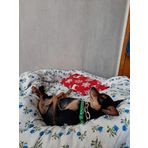 Mavi kedi kıyafeti