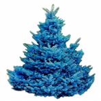 Mavi Ladin (picea Pungens) Ağacı Tohumu -1000 Adet