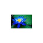 Mavi Lotus Çiçeği Tohum Nilüfer Çiçeği Tohumu Mavi Lotus Tohumu 10 Adet Tohum