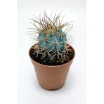Mavi Melo Kaktüs Melocactus Azureus Türk Şapkası Kaktüsü