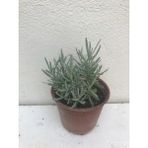 Mavi Mor Lavanta Fidanı 10-20 Cm
