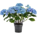 Mavi Ortanca Fidanı Fidesi 10-20 cm Hydrangea Macrophylla