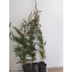 Mavi servi boy 80-100 cm boy