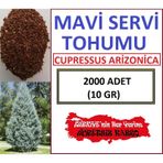 Mavi Servi Tohumu Servi Tohumu 2000 Adet 10 GR Ağaç Tohumu
