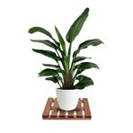Mavienerji Tekerleksiz Ahşap Saksı Altlığı Damacana Tüp Saksı Sehpası 30X30 cm