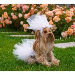 Max Design Pet Gelinlik ve Duvak Köpek ve Kedi Için Düğün Nikah Nişan Evlilik Kıyafeti - 2XL
