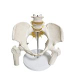 Maxi Omurga Pelvis Maketi Model 24