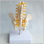 Maxi Omurga Pelvis Maketi Model 25 - Gri