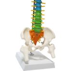 Maxi Renkli Omurga Maketi 45 cm Model 14 Pvc Materyalden Yapılmış Eğitim Aracı