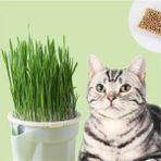 (Maxi Set- 12 Aylık Kullanım) Topraksız Suda Kedi Çimi Yetiştirme Kiti + 12 Aylık Tohum