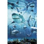 Maxi Shark Poster