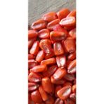 May Tohum Kolukısa Tarım Erkenci Süt Mısır - 250 gr