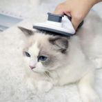 MCM Group Otomatik Tuşlu Kedi Köpek Tarama Fırçası Tımar Tarağı Yumuşak Uçlu Tüy Toplayıcı
