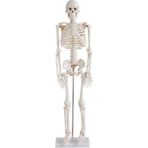 Medikal Market TR Insan Iskeleti Modeli 85 cm