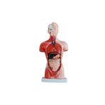 Medikal Market TR Insan Organ Maketi - Insan Anatomi Maketi, 26 cm - 15 Parçalı