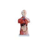 Medikal Market TR Insan Organ Maketi - Insan Anatomi Maketi, Erkek - 42 cm - 13 Parçalı