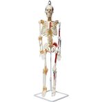 Medikaltec Iskelet Maketi 85 Cm
