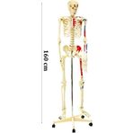 Medikaltec İskelet Modeli 160cm İnsan İskeleti Gerçek Boyut