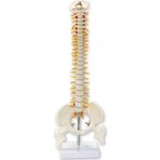 Medikaltec Omurga Maketi 45 Cm Model 13