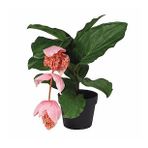 Medine Gülü - Medinilla Magnifica