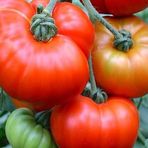 megcito Doğal Marmande Domates Tohumu