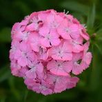 megcito Karanfil Tohumu (Çok Uzun ve Tek Kat Çiçek) - Pembe Renkli - 5 Tohum