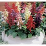 megcito Karışık Salvia Ateş Çiçeği F1 Tohumu ( 30 Tohum ) - 30 Adet