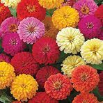 megcito Kirli Hanım Çiçeği Tohumu (Büyük Çiçekli Zinnia) Karışık Renkli - 5 Tohum