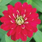 megcito Kirli Hanım (Zinnia İri Çiçek) Kırmızı Beyaz Renkli - 5 Tohum