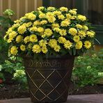 megcito Kirli Hanım (Zinnia İri Çiçek) Sarı Renkli - 5 Tohum