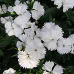megcito Kokulu Beyaz Çin Karanfili F1 Tohumu (10 Tohum)