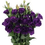 megcito Lisianthus (Lale Gül) Advantage Serisi - MOR (5 Tohum)