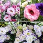 megcito Lisianthus (Lale Gül) Gelin Buketi Serisi - KARIŞIK (5 Tohum)