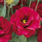 megcito Lisianthus (Lale Gül) Gelin Buketi Serisi - KIRMIZI (5 Tohum)