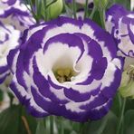 megcito Lisianthus (Lale Gül) Gelin Buketi Serisi - MAVİ NOKTA (5 Tohum)